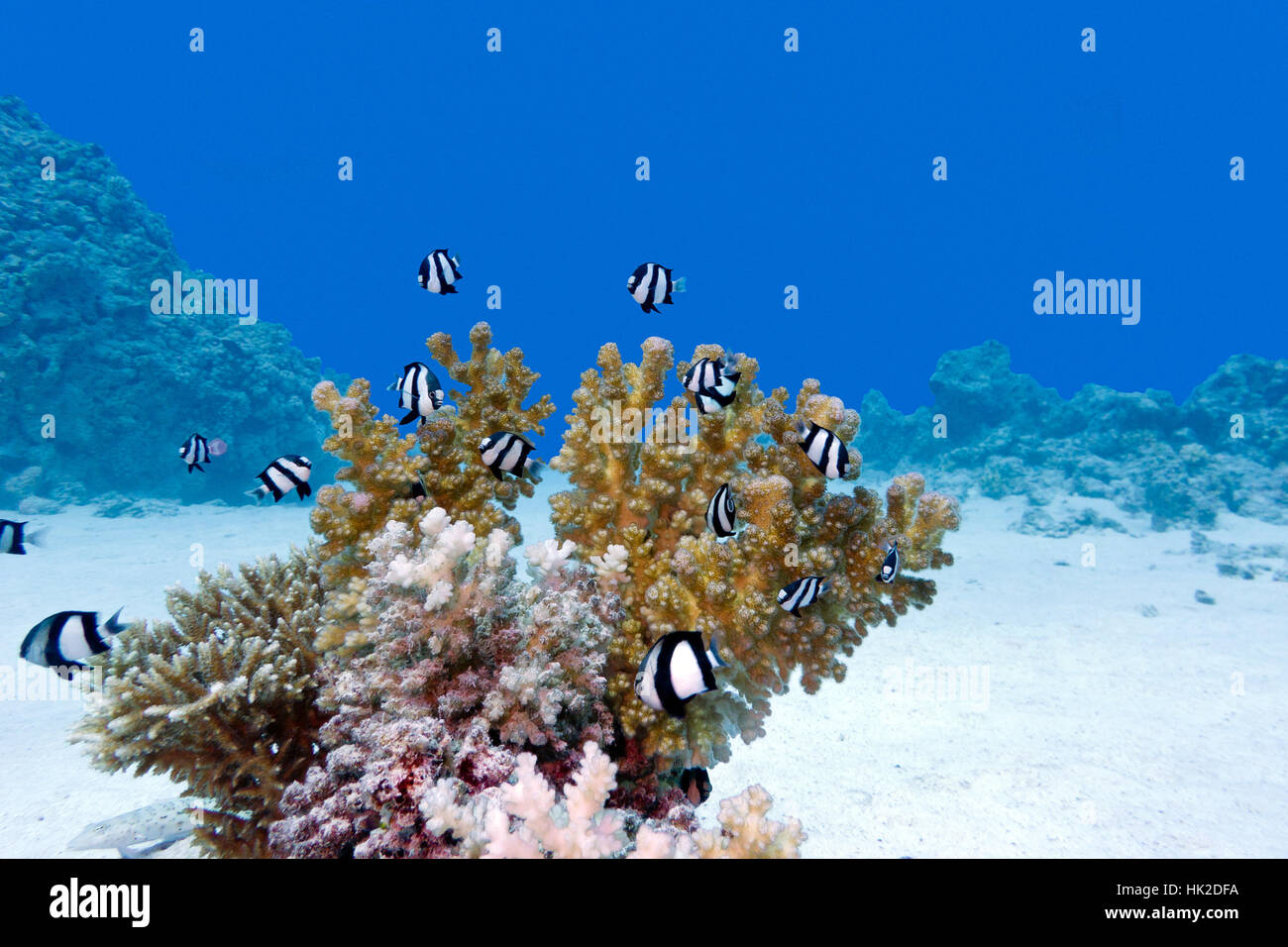 coral reef with hard coral and exotic fish at the bottom of tropical sea on blue water background Stock Photo
