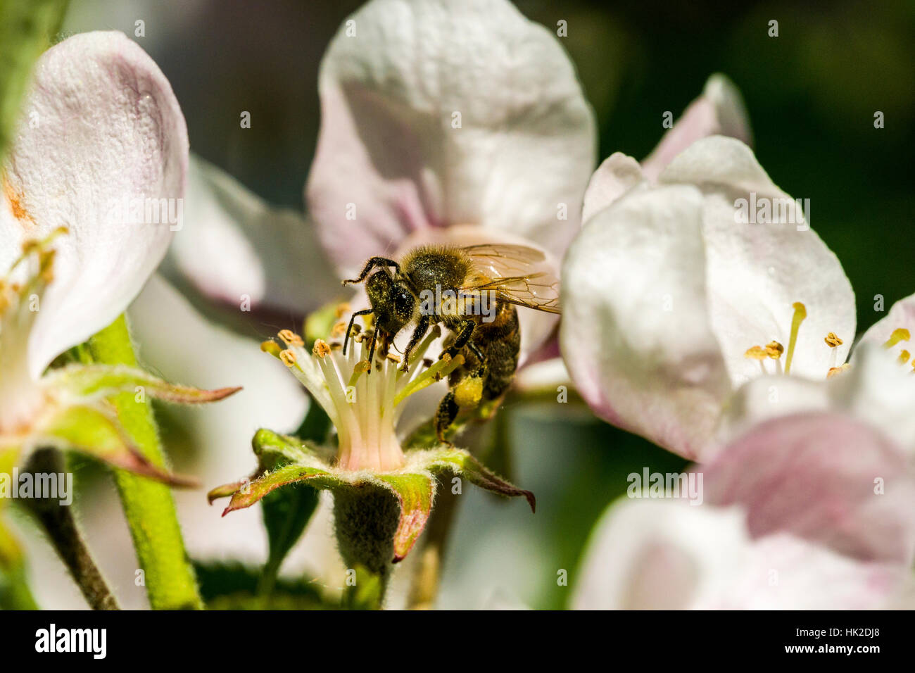 A Carniolan honey bee (Apis mellifera carnica) is collecting nectar at a white apple tree blossom Stock Photo