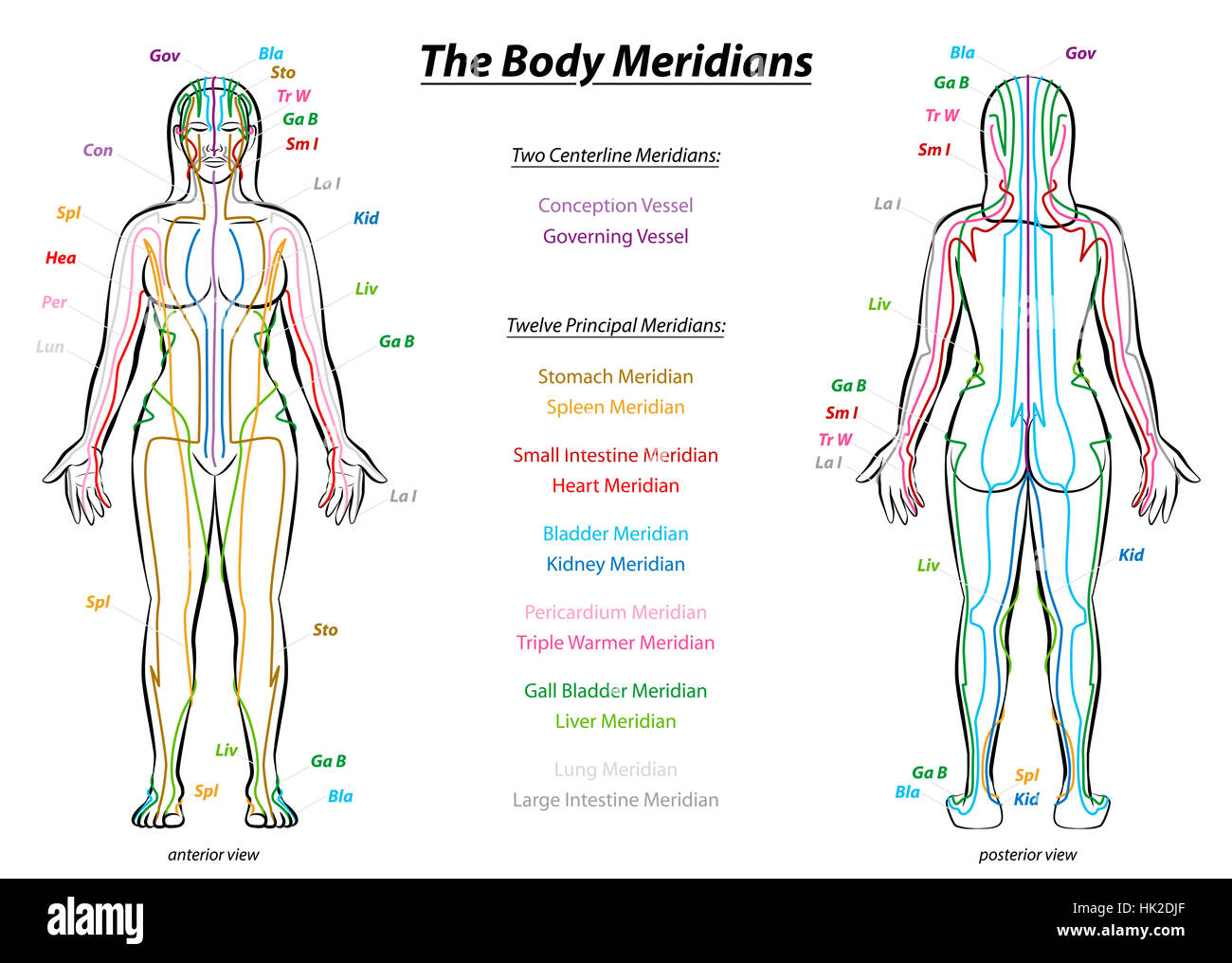 MERIDIAN SYSTEM CHART - Female body with principal and centerline acupuncture meridians - anterior and posterior view. Stock Photo