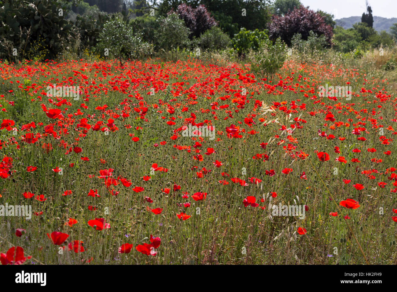 greece, flower meadow, poppy, corfu, shine, shines, bright, lucent, light, Stock Photo