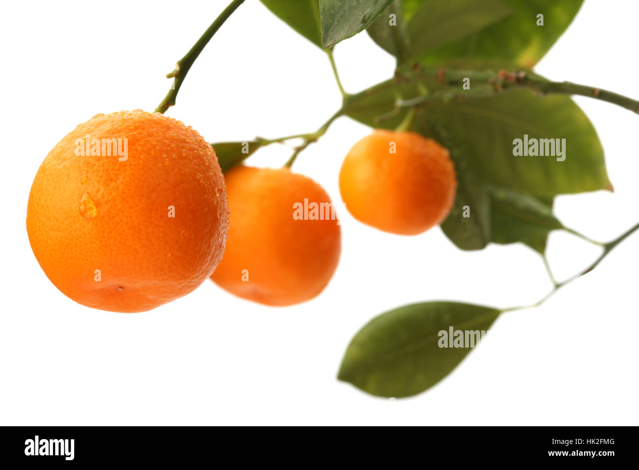 orange, leaf, eco, isolated, tree, harvest, branch, fruit, growth, tangerine, Stock Photo