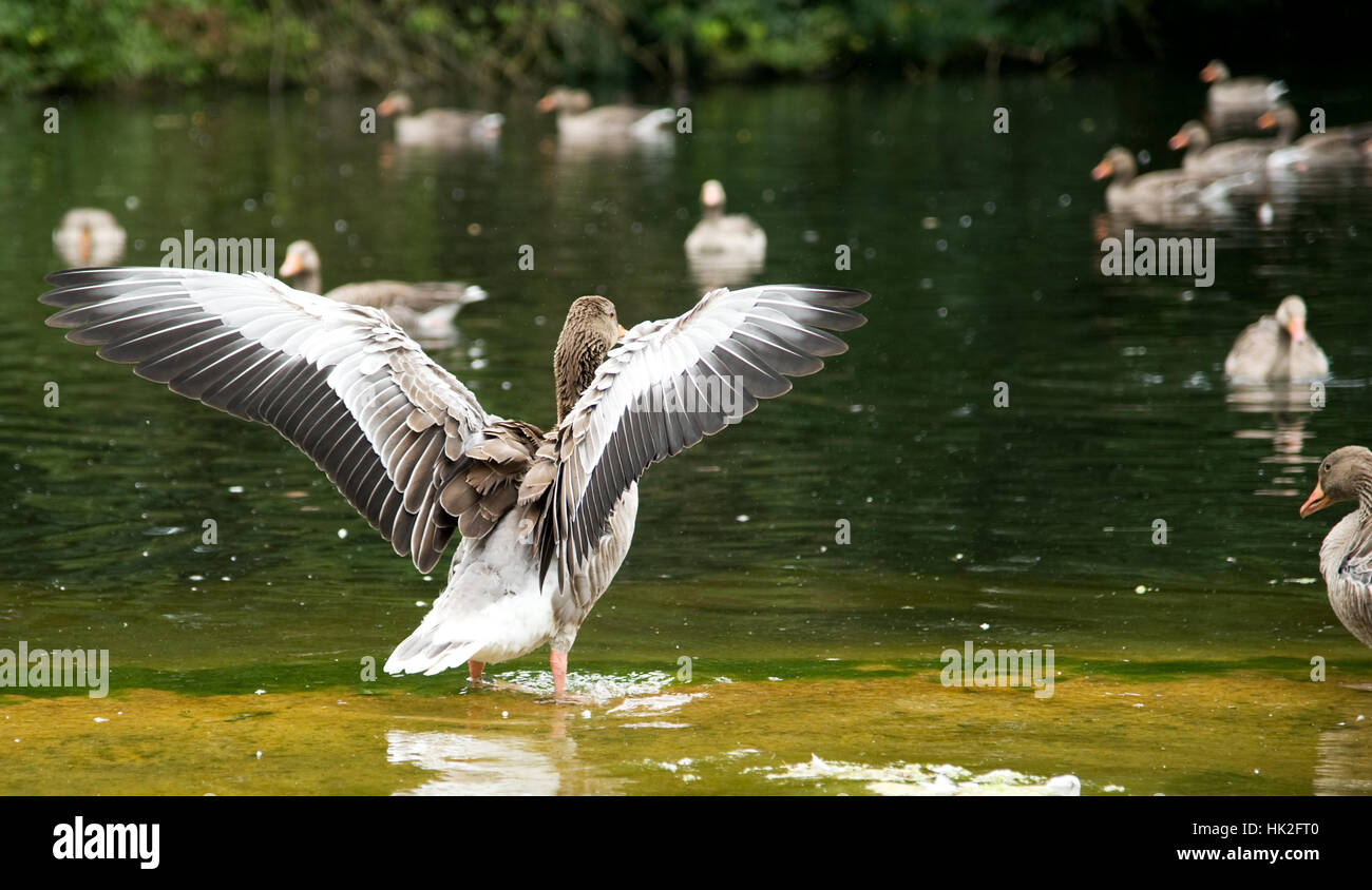 Gaense schwimmen im Teich, eine flattert und streckt ihre Fluegel aus. Stock Photo