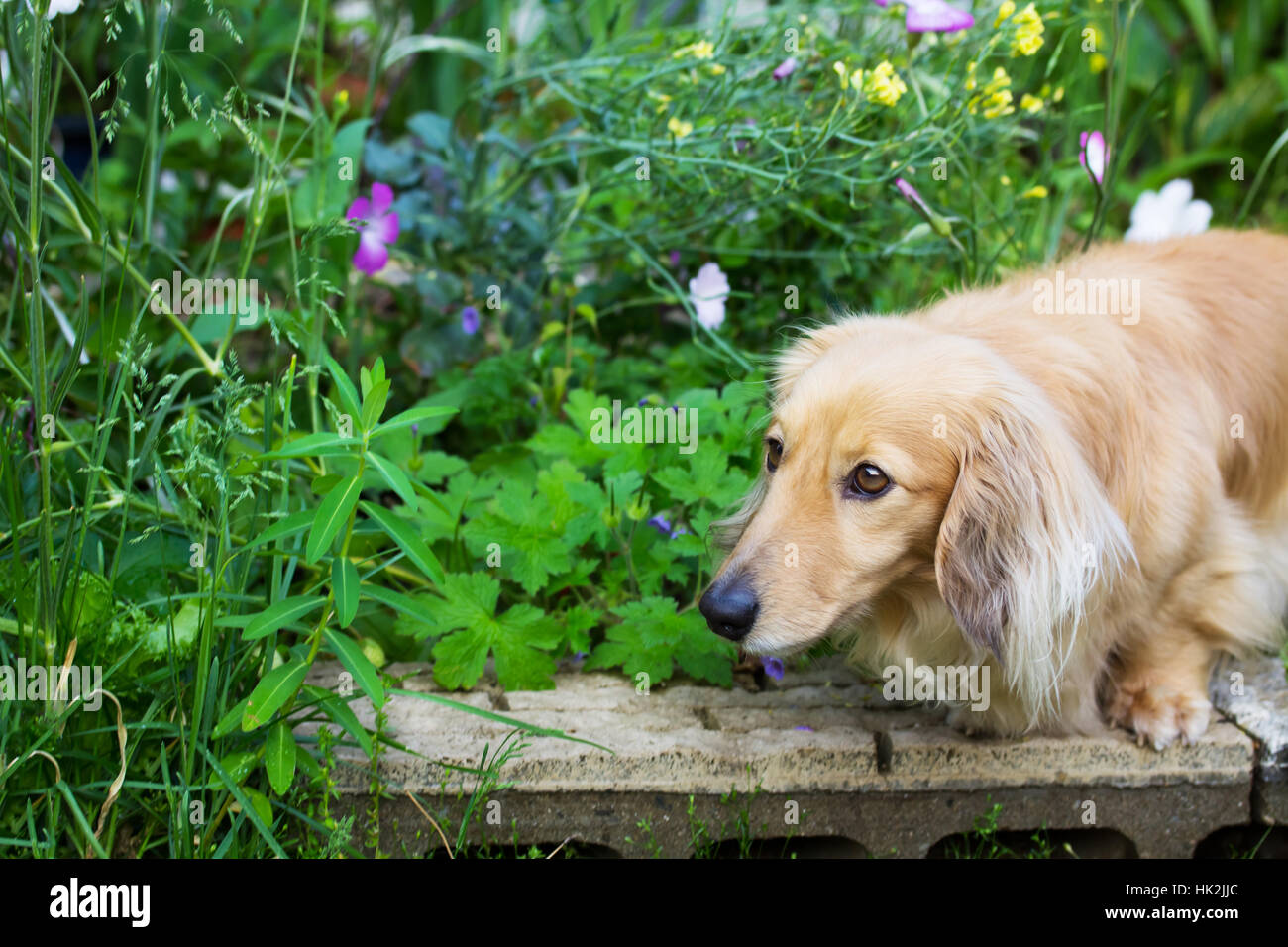 blonde haired dachshund