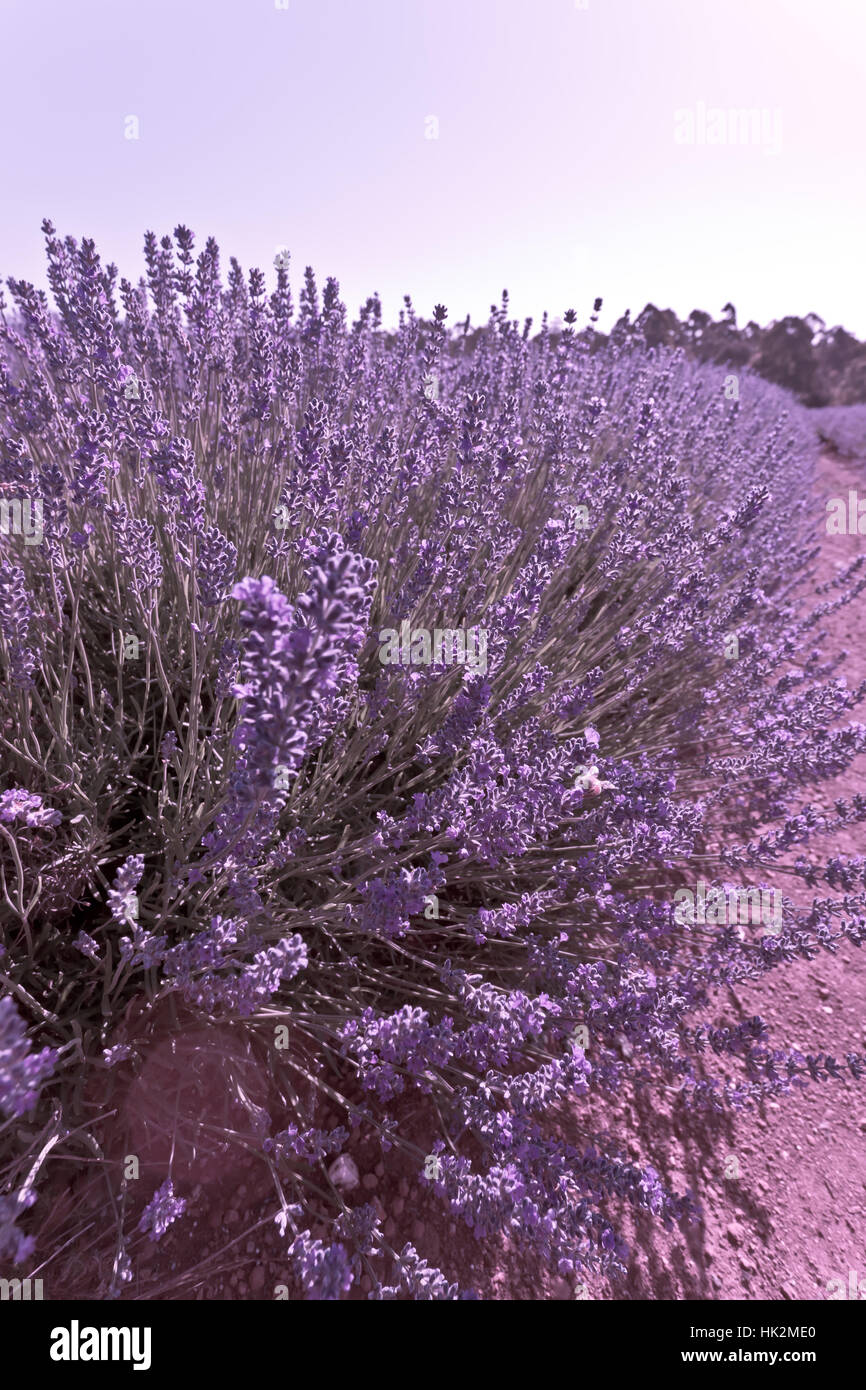 flower, plant, lavender, botanical, floral, flower, plant, spring, violet, Stock Photo