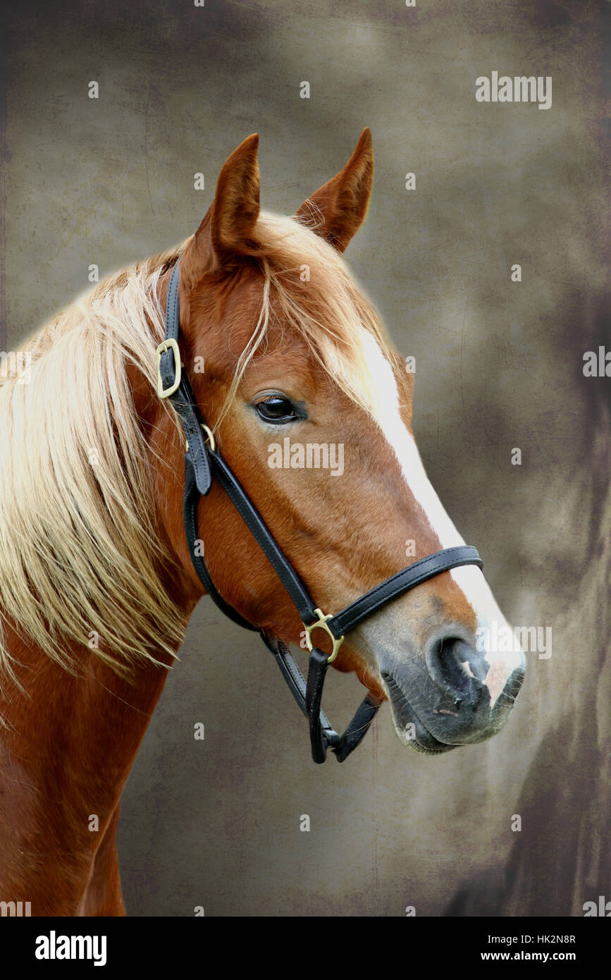 environment, enviroment, horse, animal, animals, portrait, horses