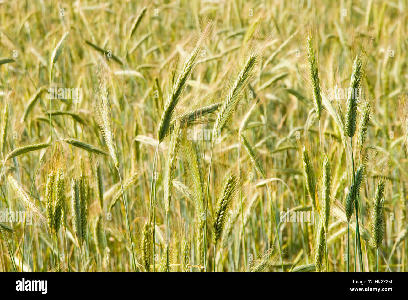 agriculture, farming, field, harvest, ear, farm, growth, cereal, grain ...