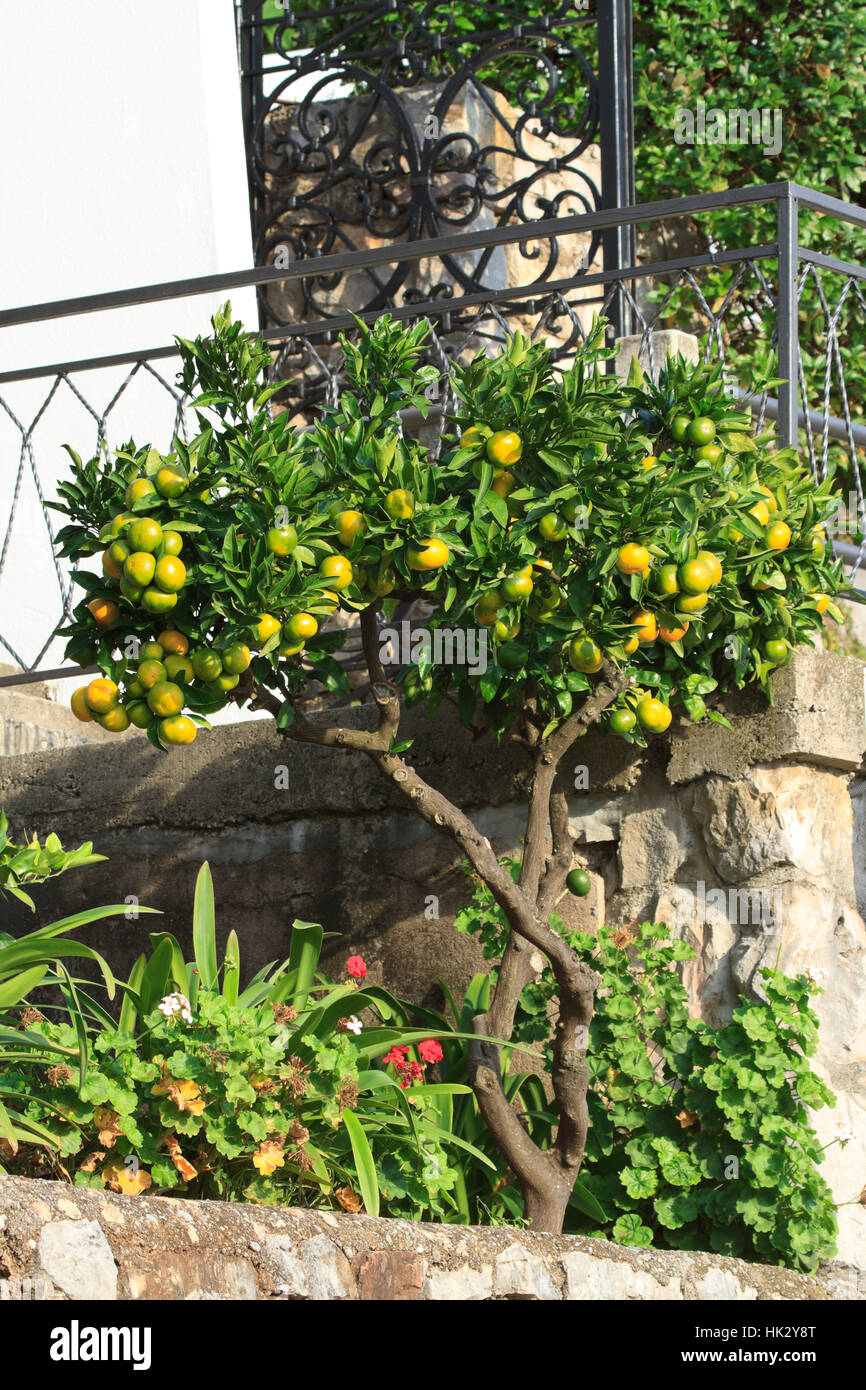 Beautiful tangerine tree with ripe fruits near the terrace of the house. vertical Stock Photo