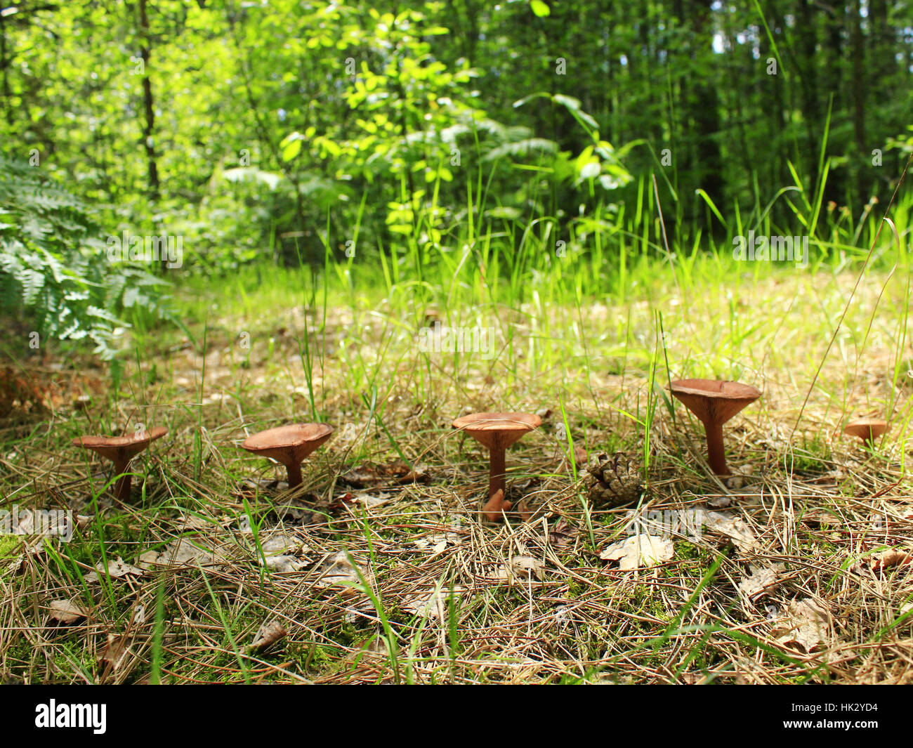 inedible mushrooms of toadstool growing in the row in the forest Stock Photo