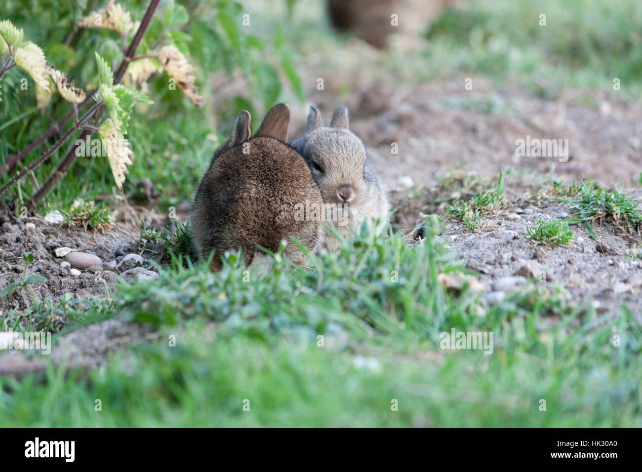 Rabbit kits hi-res stock photography and images - Alamy