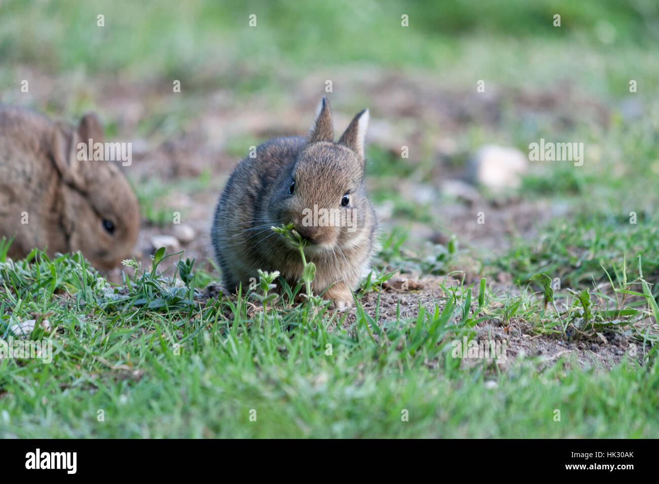 Rabbit kits hi-res stock photography and images - Alamy