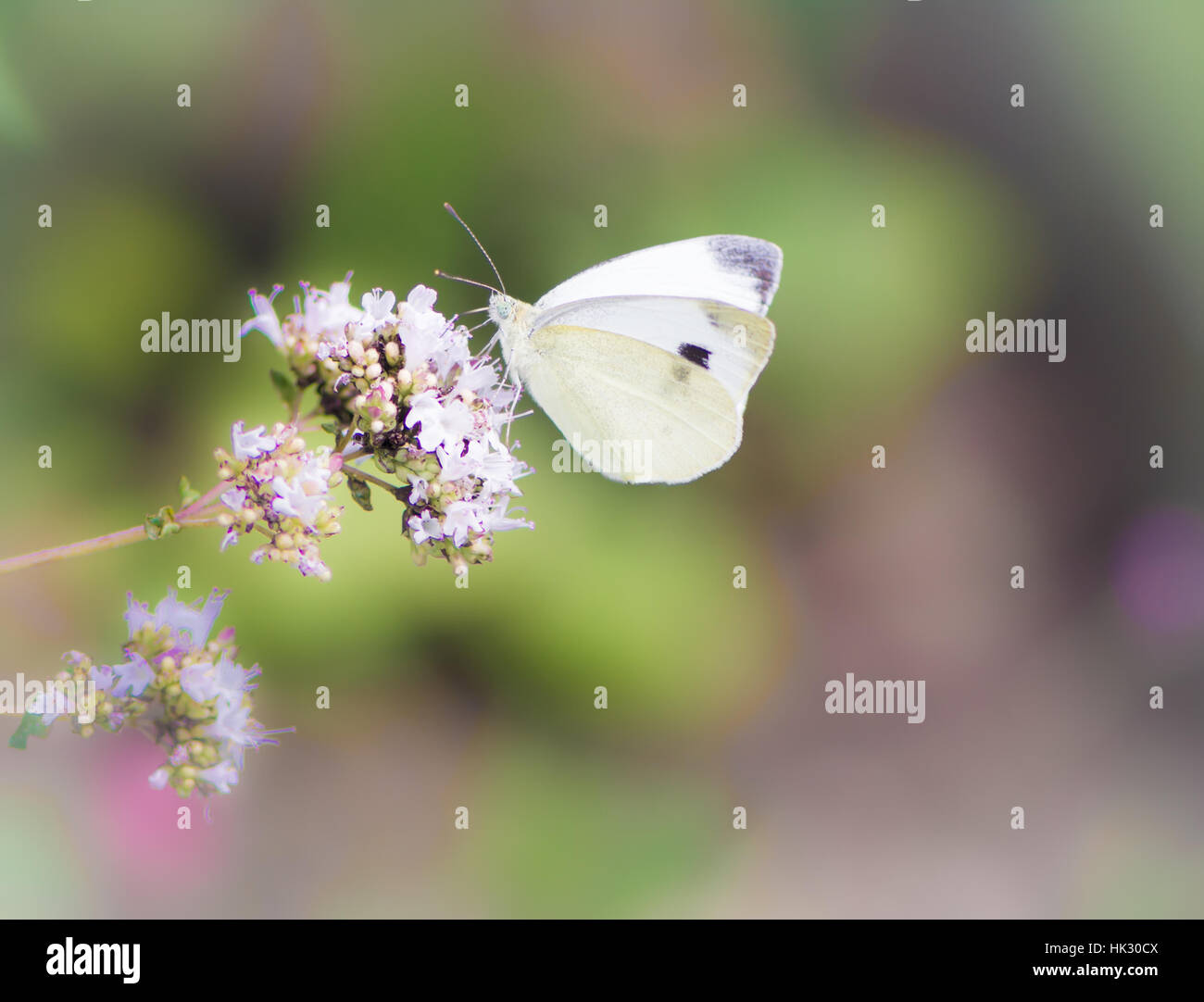 Closeup of a white cabbage butterfly on a the bossom of a majoram herb Stock Photo