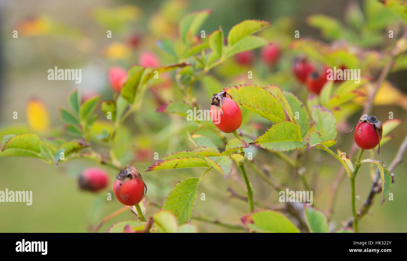 Closeup rose hips on hi-res stock photography and images - Alamy