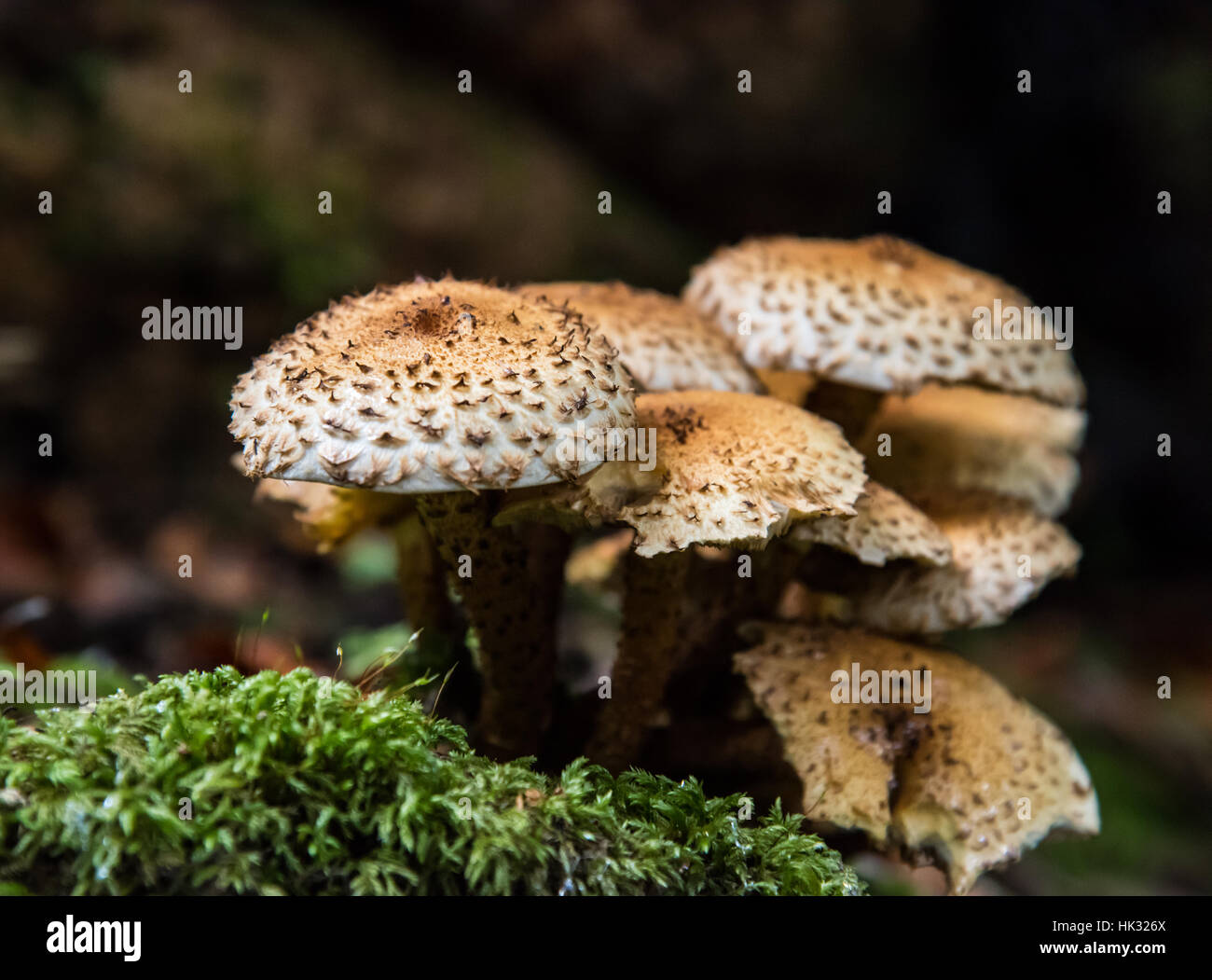 Honey Fungus. Stock Photo