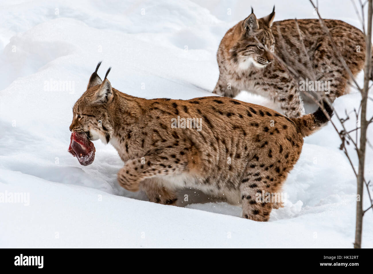 Two Eurasian lynxes (Lynx lynx) running in the snow in winter with meat of prey in mouth Stock Photo