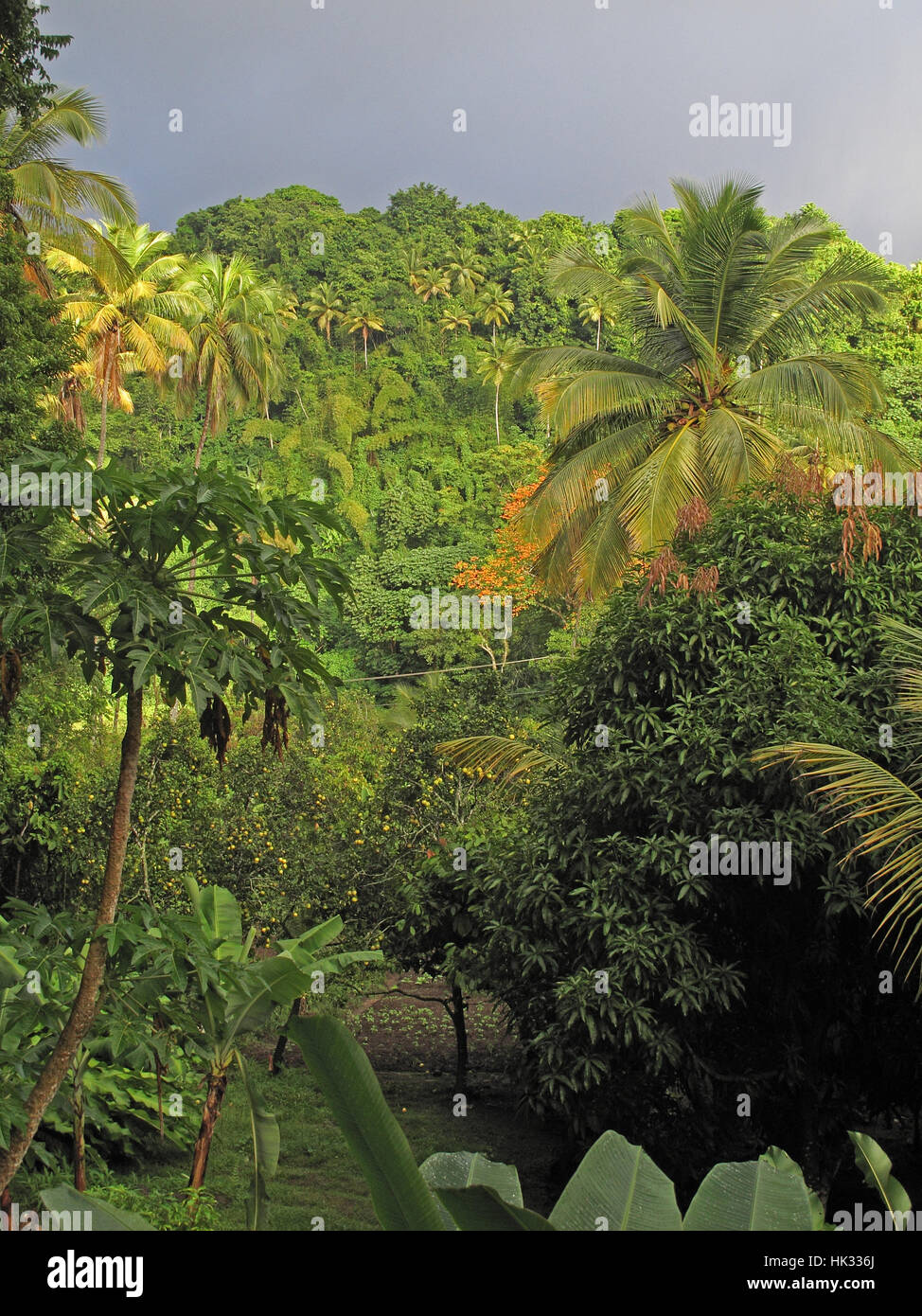 view through orchard to hillside on stormy day  Fond Doux Plantation, St Lucia, Lesser Antilles   December Stock Photo