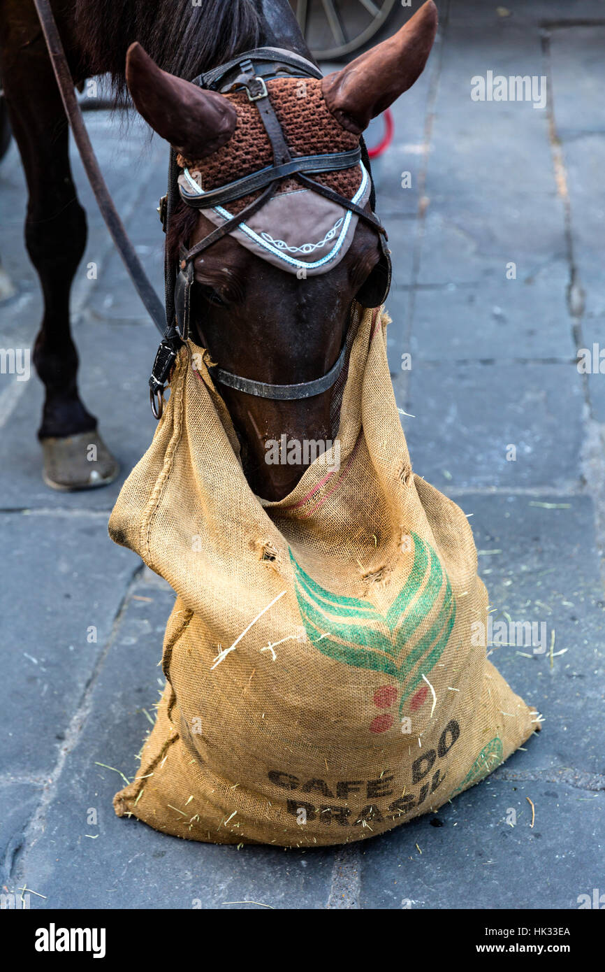 Horse feeding from a nosebag, Florence, Tuscany, Italy. Stock Photo