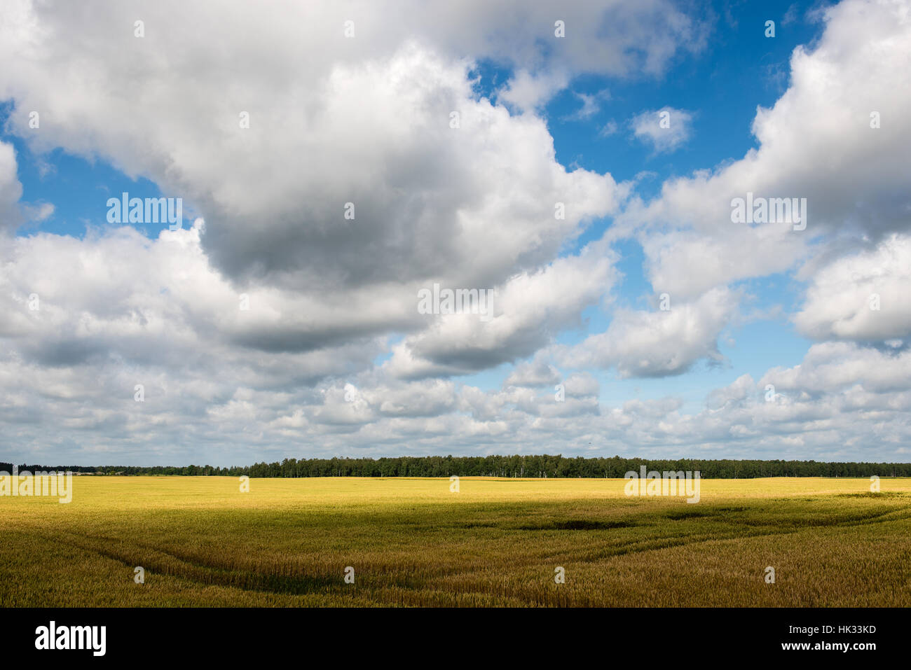 Summer Landscape with Wheat Field and Clouds in latvia Stock Photo - Alamy