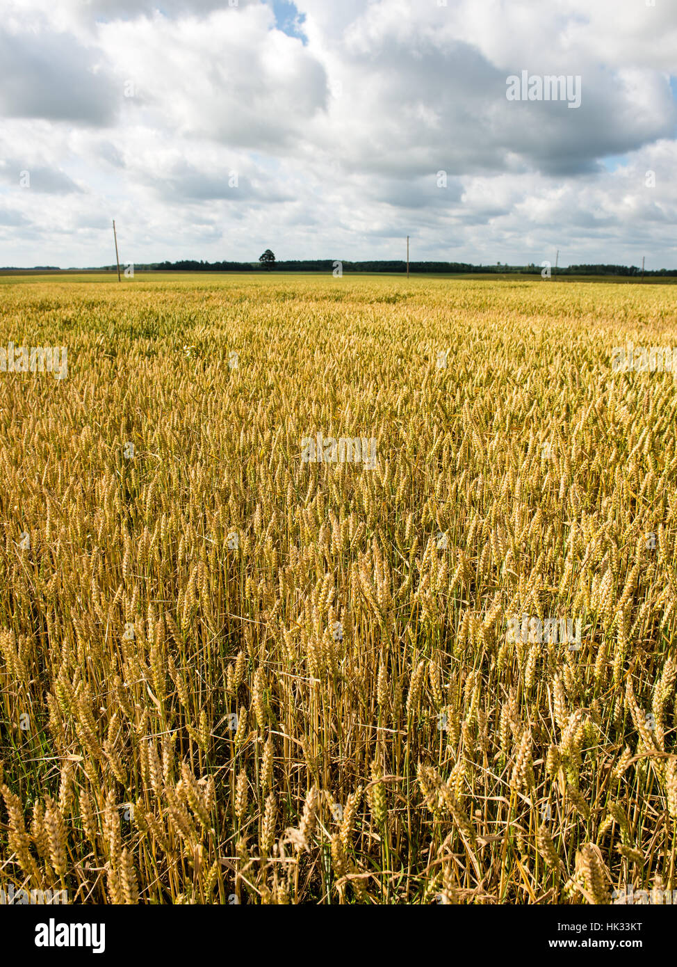 Summer Landscape with Wheat Field and Clouds in latvia Stock Photo - Alamy