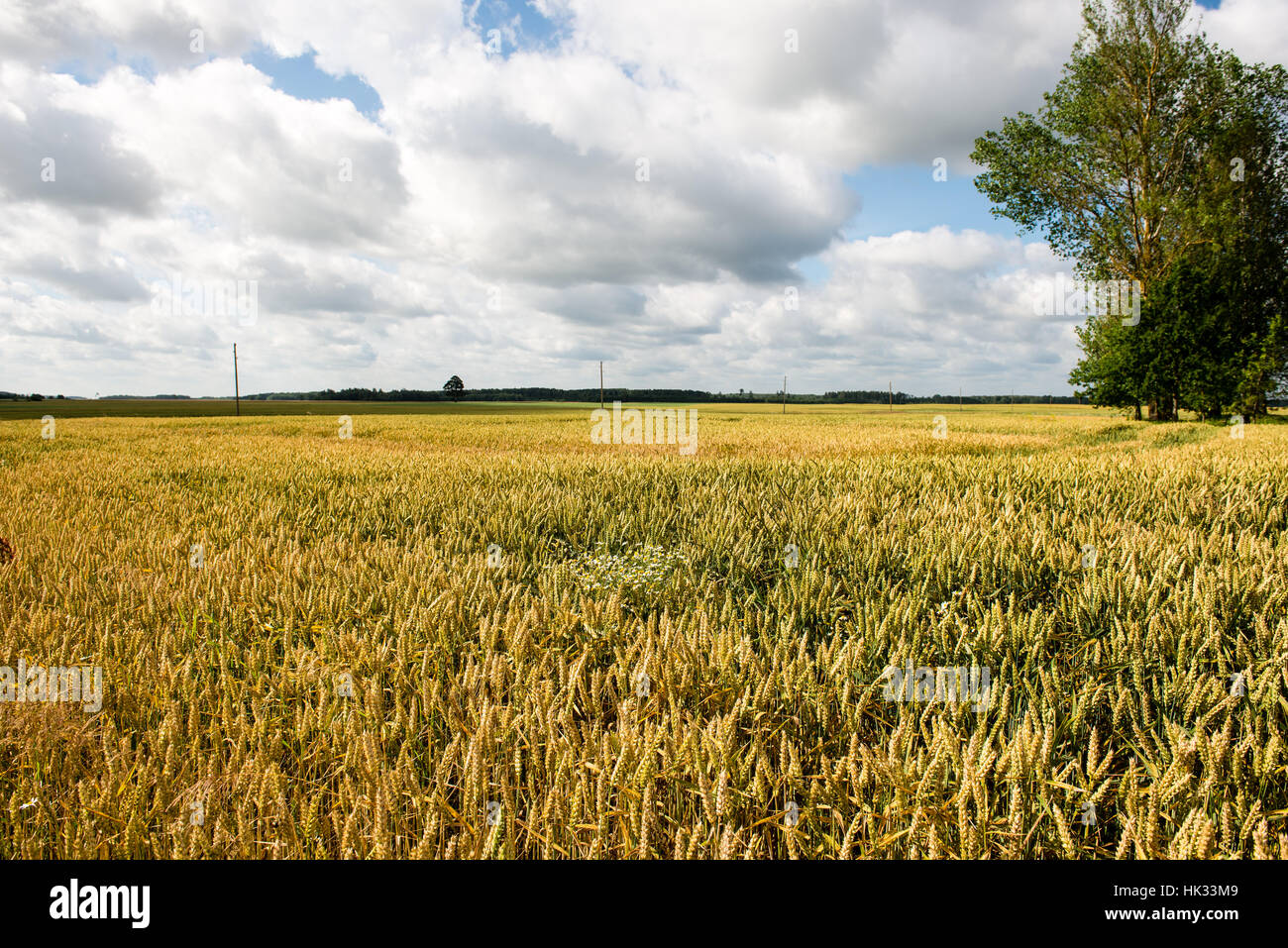 Summer Landscape with Wheat Field and Clouds in latvia Stock Photo - Alamy