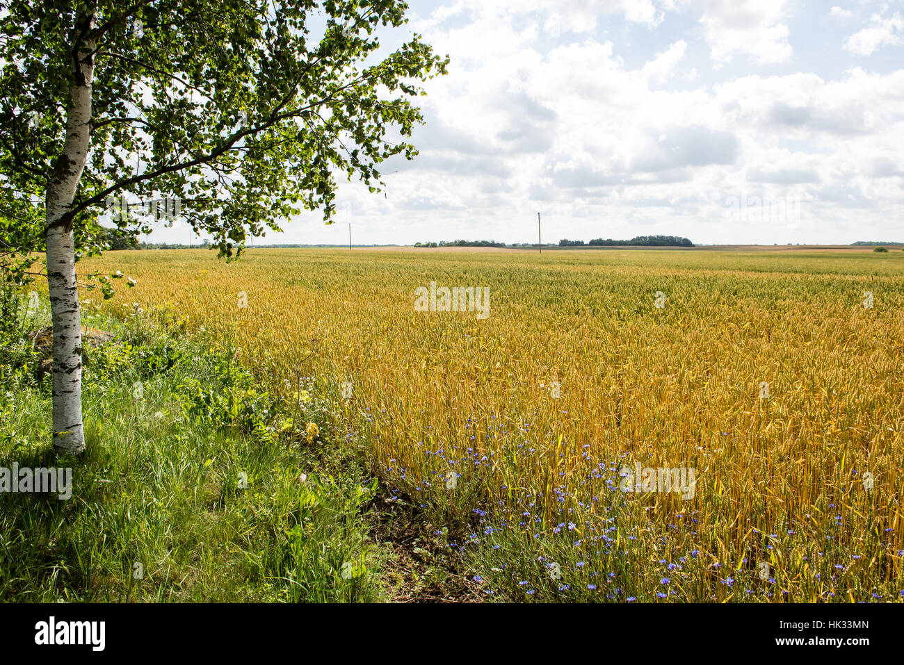 Summer Landscape with Wheat Field and Clouds in latvia Stock Photo - Alamy