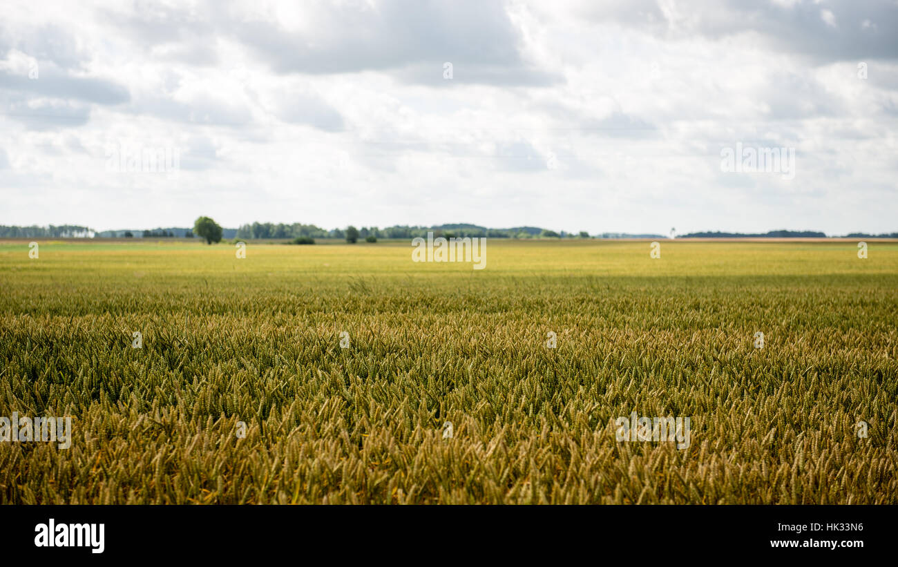 Summer Landscape with Wheat Field and Clouds in latvia Stock Photo - Alamy