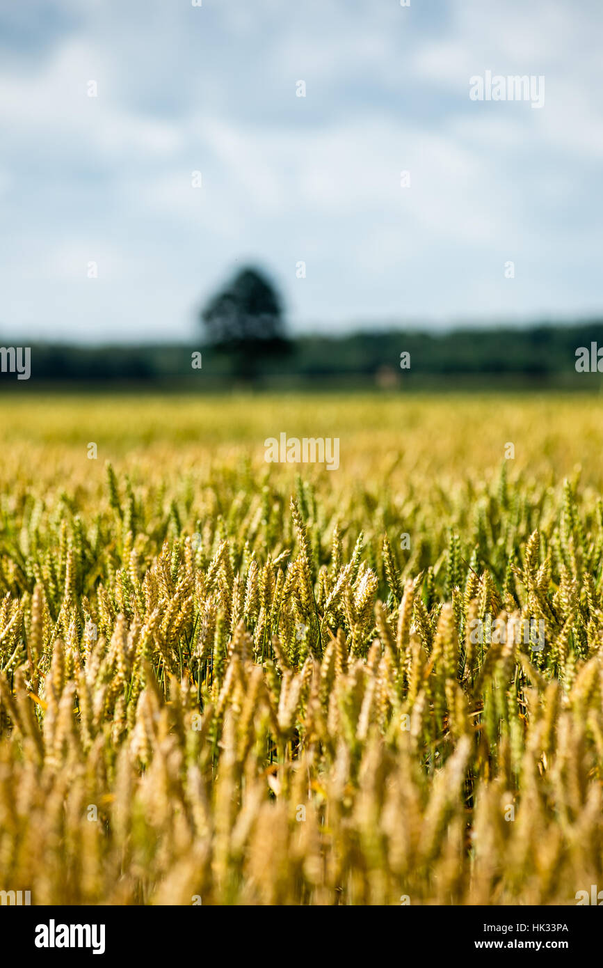 Summer Landscape with Wheat Field and Clouds in latvia Stock Photo - Alamy