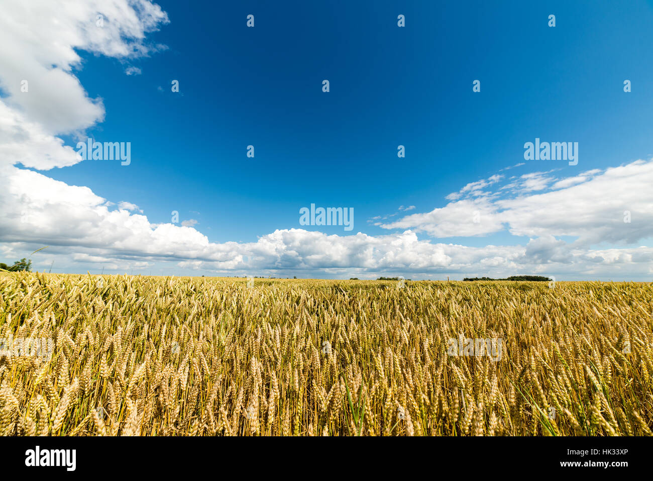 Summer Landscape with Wheat Field and Clouds in latvia Stock Photo - Alamy