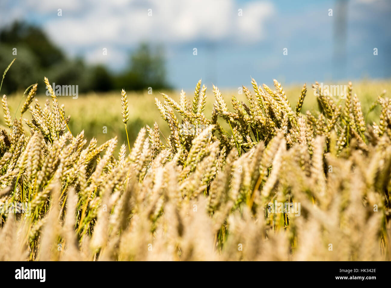 Summer Landscape with Wheat Field and Clouds in latvia Stock Photo - Alamy