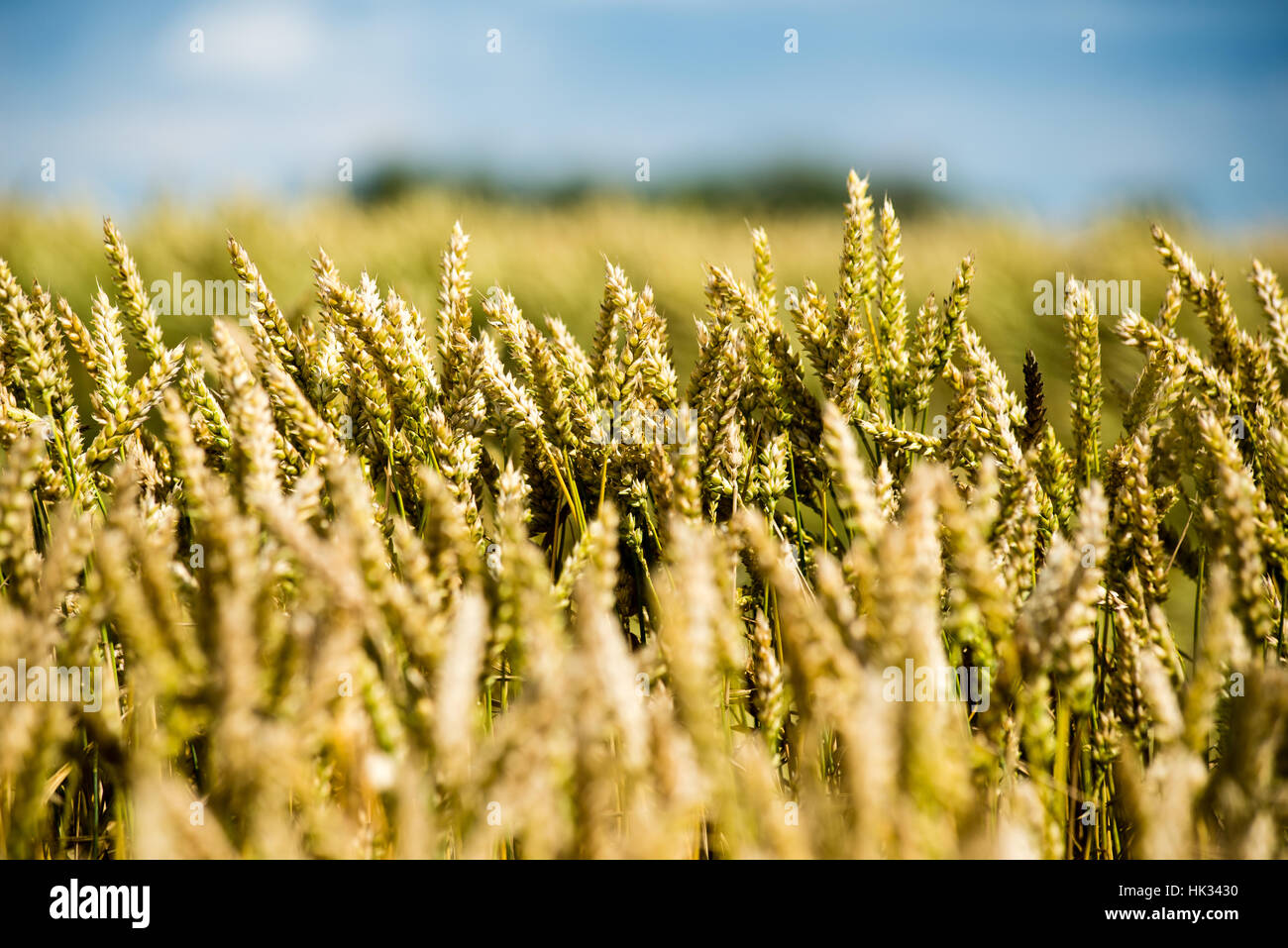 Summer Landscape with Wheat Field and Clouds in latvia Stock Photo - Alamy