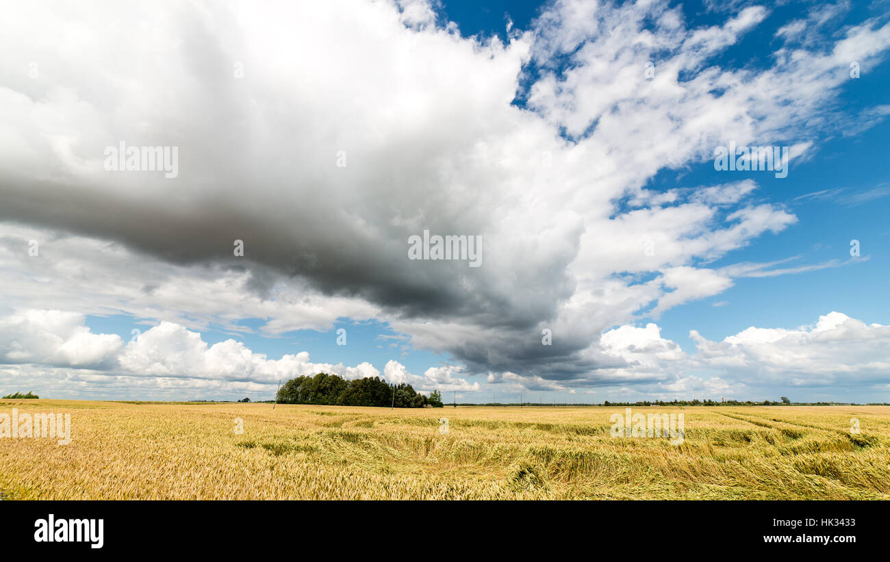 Summer Landscape with Wheat Field and Clouds in latvia Stock Photo - Alamy