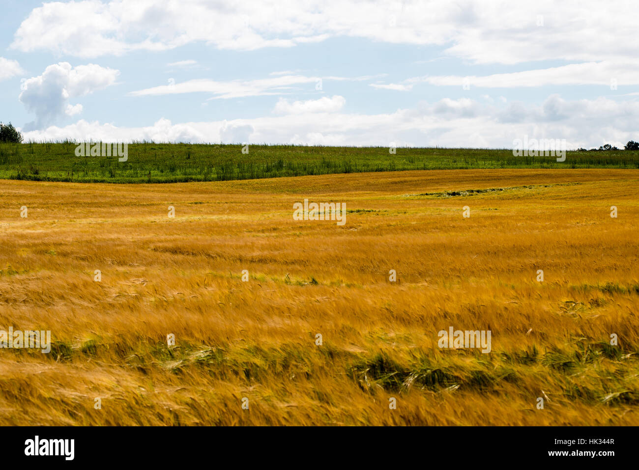 Summer Landscape with Wheat Field and Clouds in latvia Stock Photo - Alamy