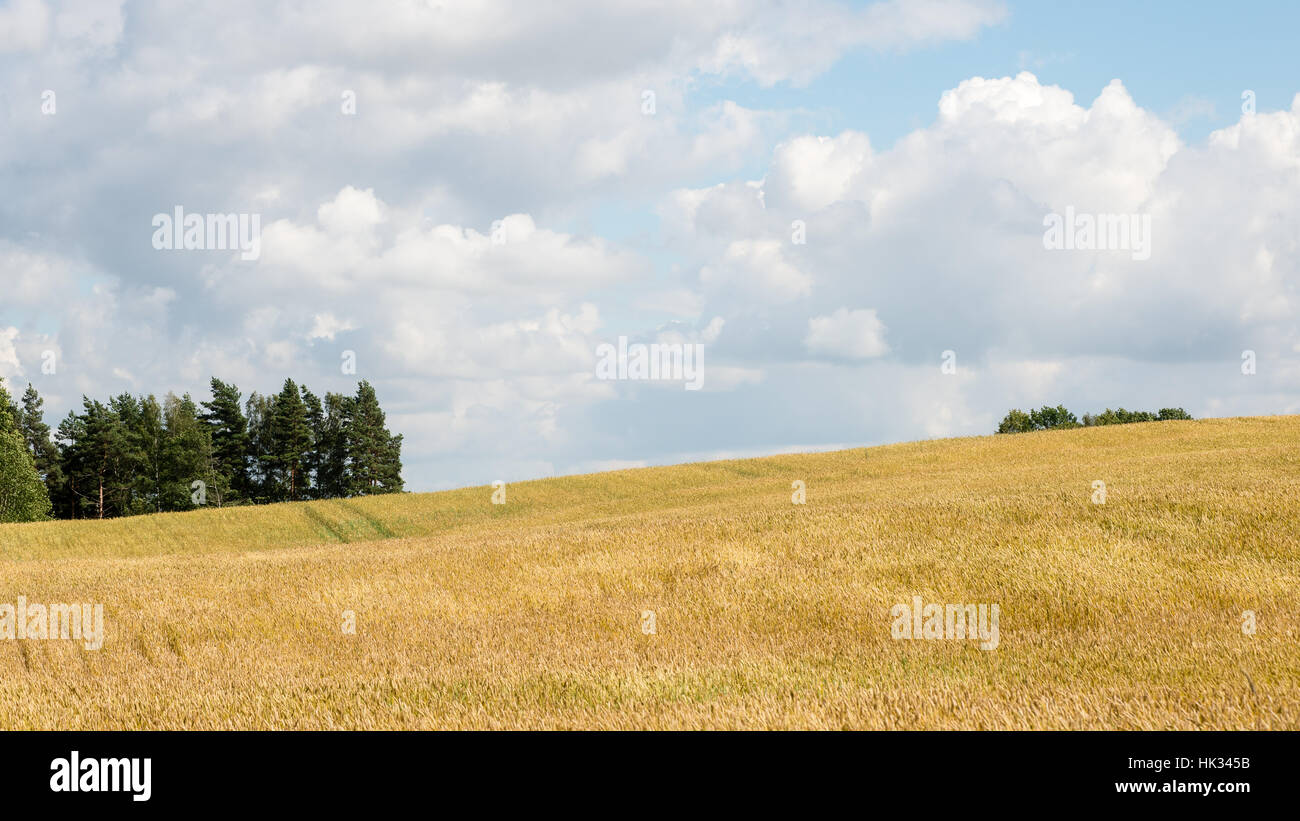Summer Landscape with Wheat Field and Clouds in latvia Stock Photo - Alamy