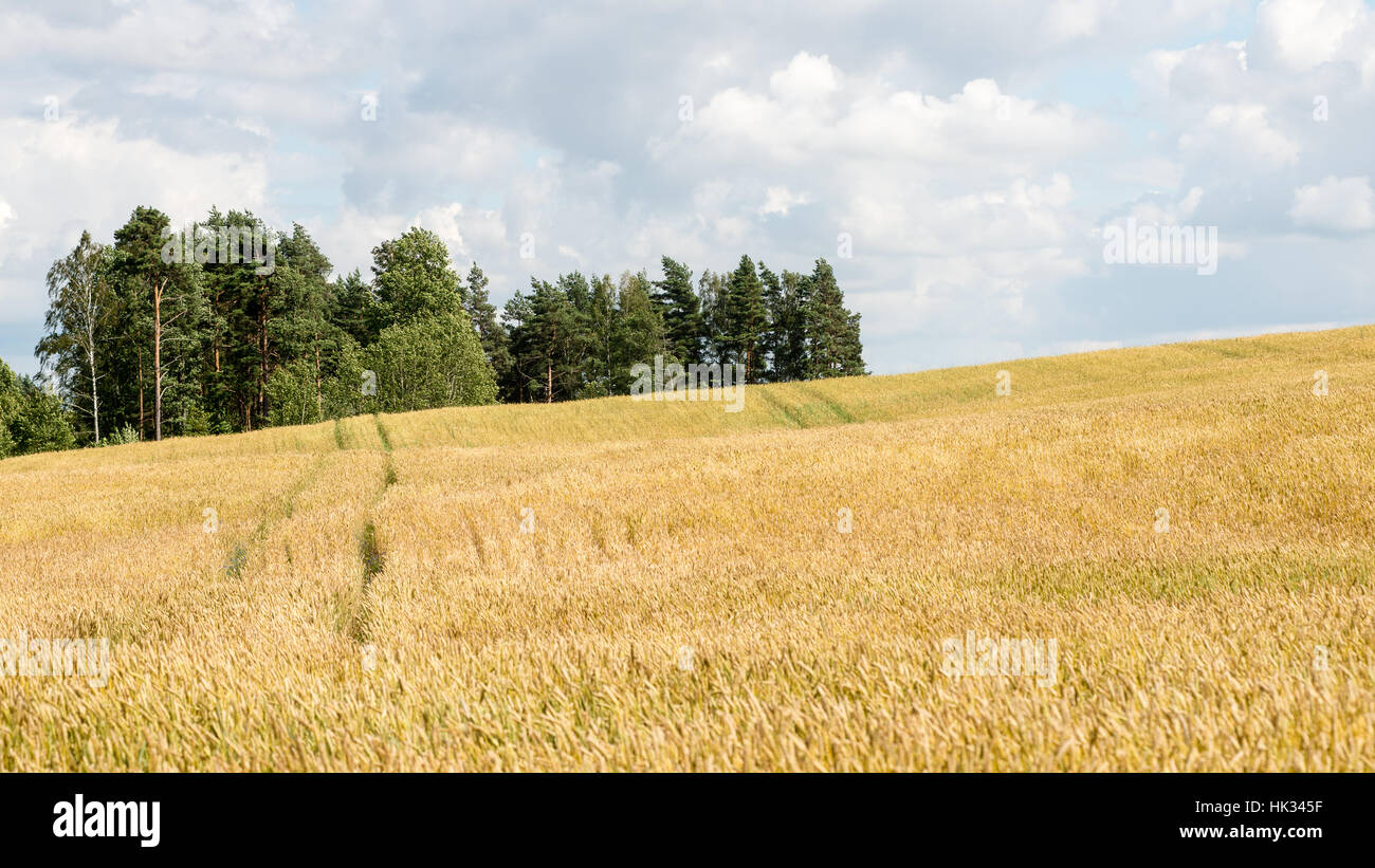 Summer Landscape with Wheat Field and Clouds in latvia Stock Photo - Alamy