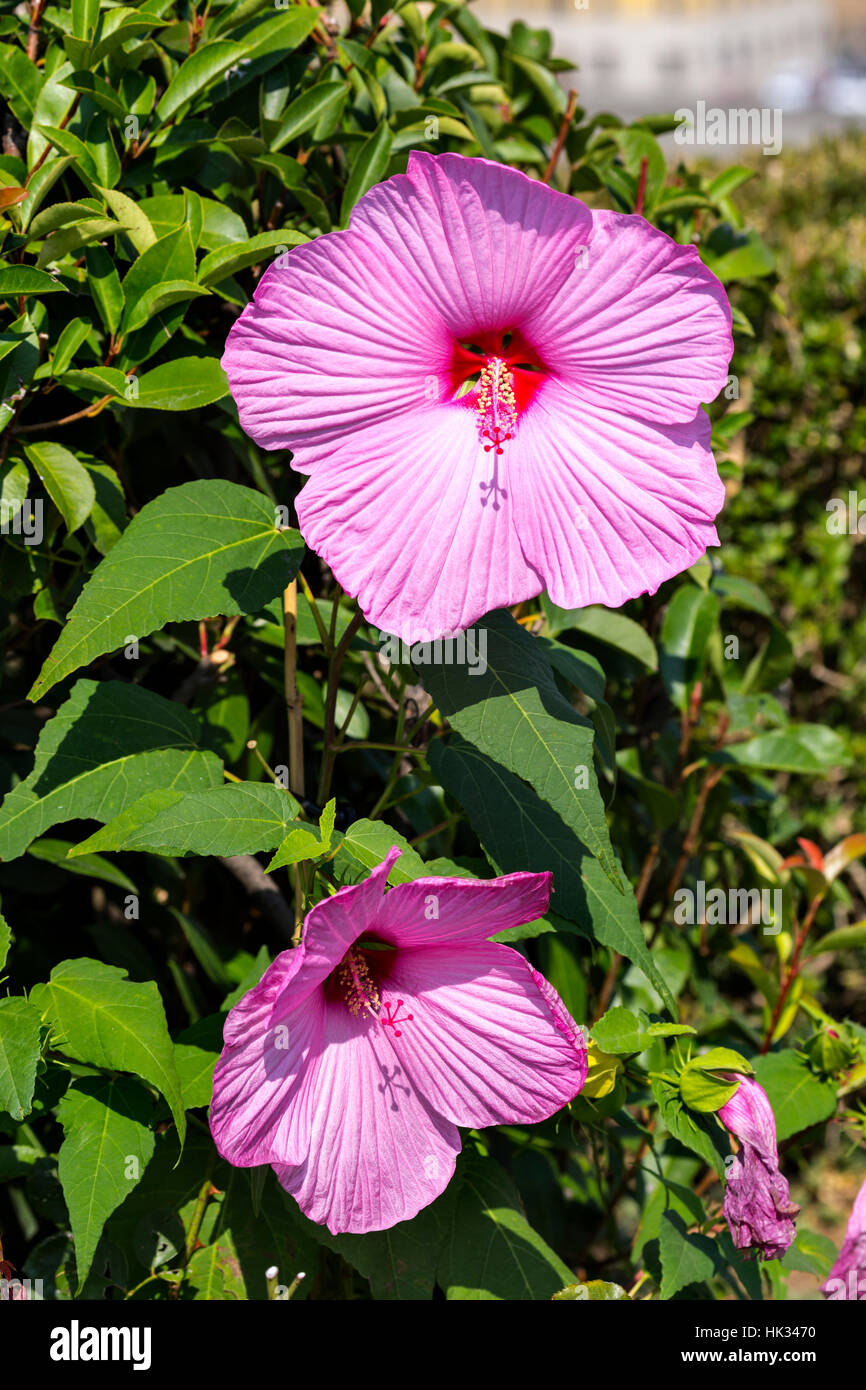 Pink Hibiscus flowers in full bloom Stock Photo - Alamy