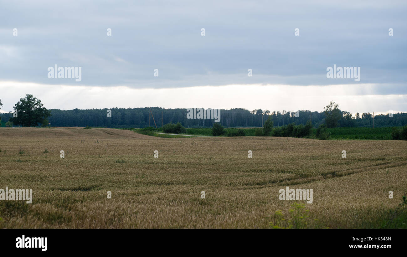 Summer Landscape with Wheat Field and Clouds in latvia Stock Photo - Alamy
