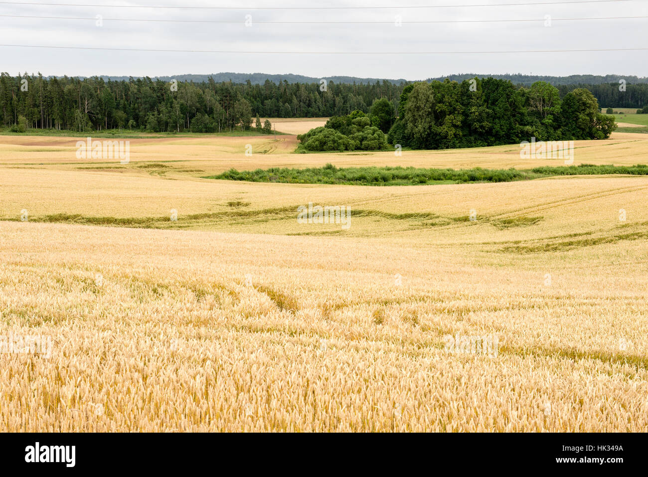Summer Landscape with Wheat Field and Clouds in latvia Stock Photo - Alamy