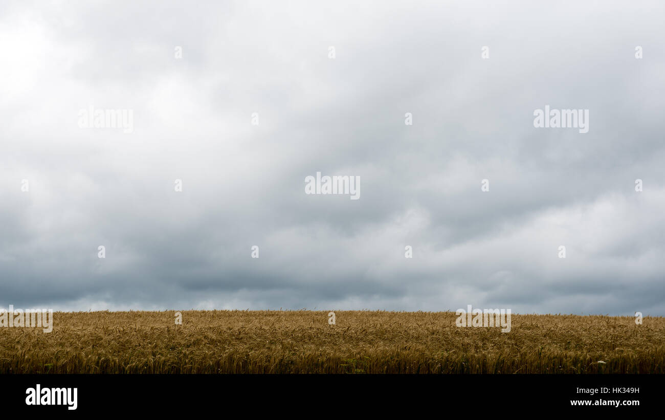 Summer Landscape with Wheat Field and Clouds in latvia Stock Photo - Alamy
