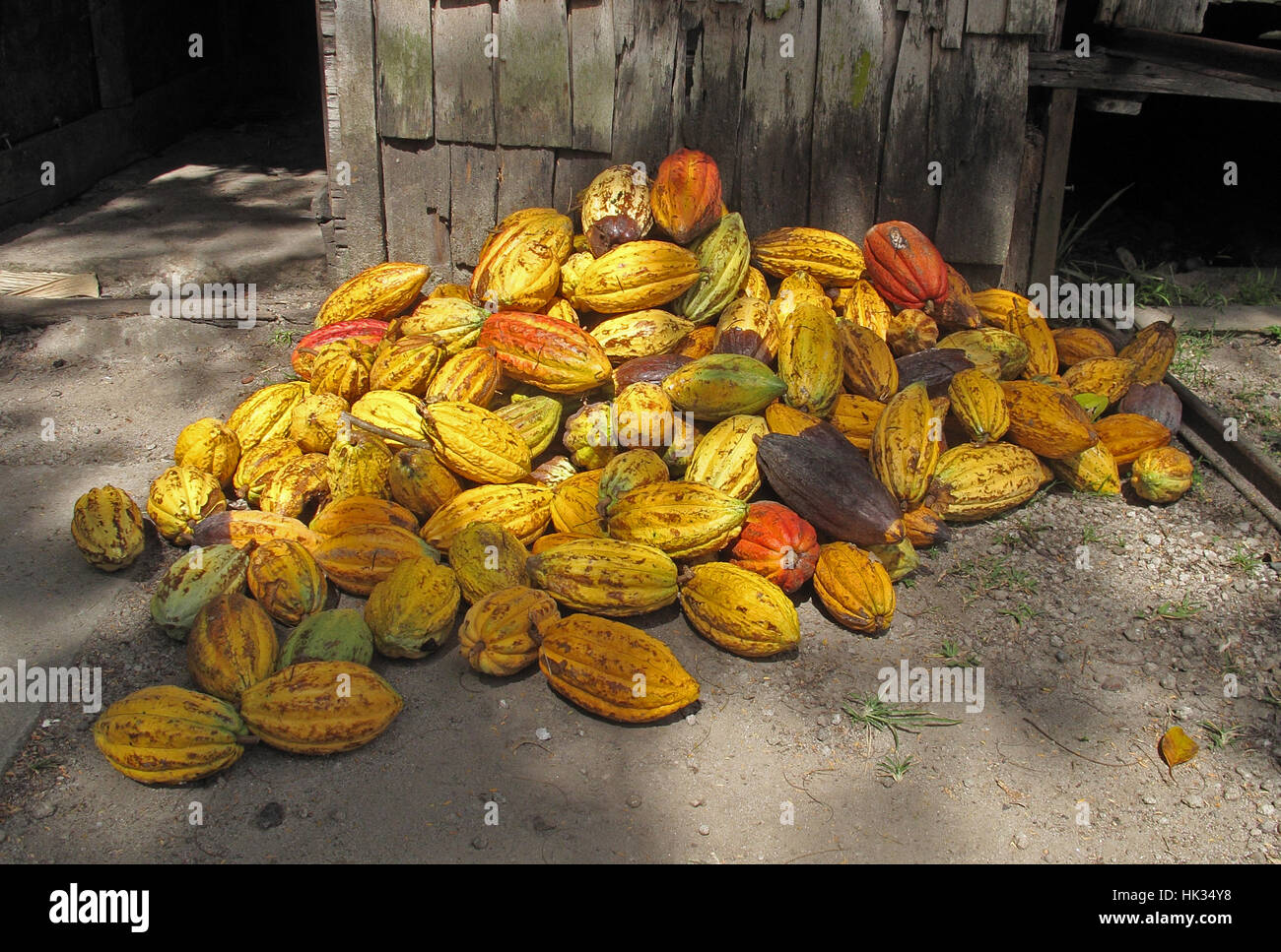 Cocoa (Theobroma cacao) harvested pods  Fond Doux plantation, St Lucia, Lesser Antilles       December Stock Photo