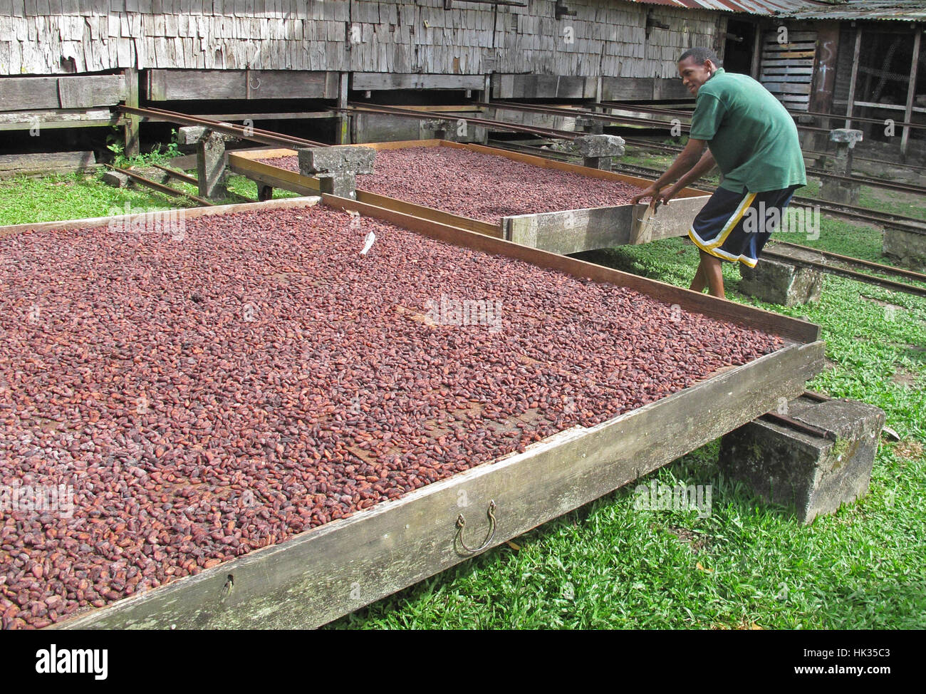 Cocoa (Theobroma cacao) beans in drying trays Fond Doux plantation, St