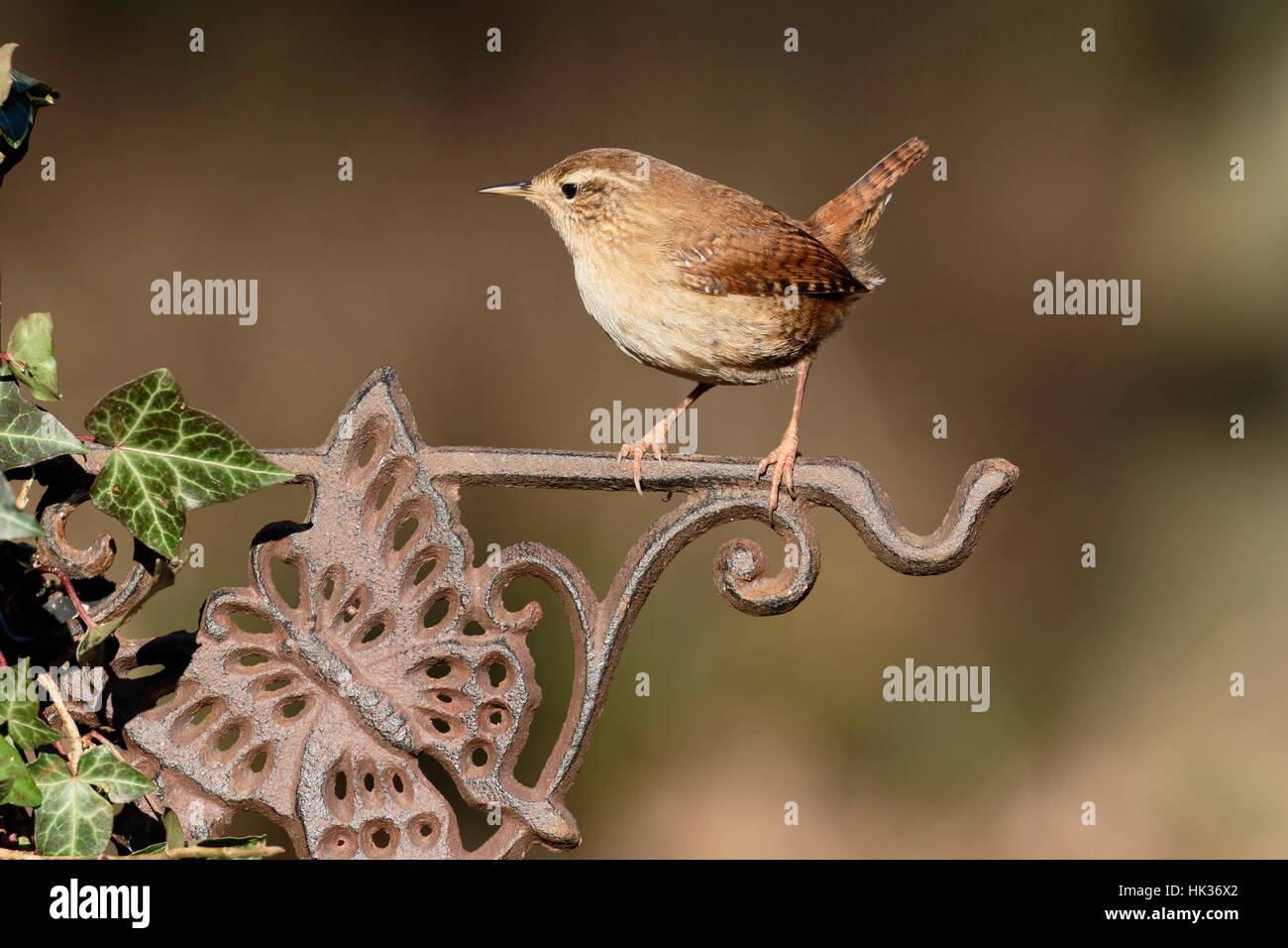 Wren, Troglodytes troglodytes, Single bird on fence, Warwickshire, January 2017 Stock Photo