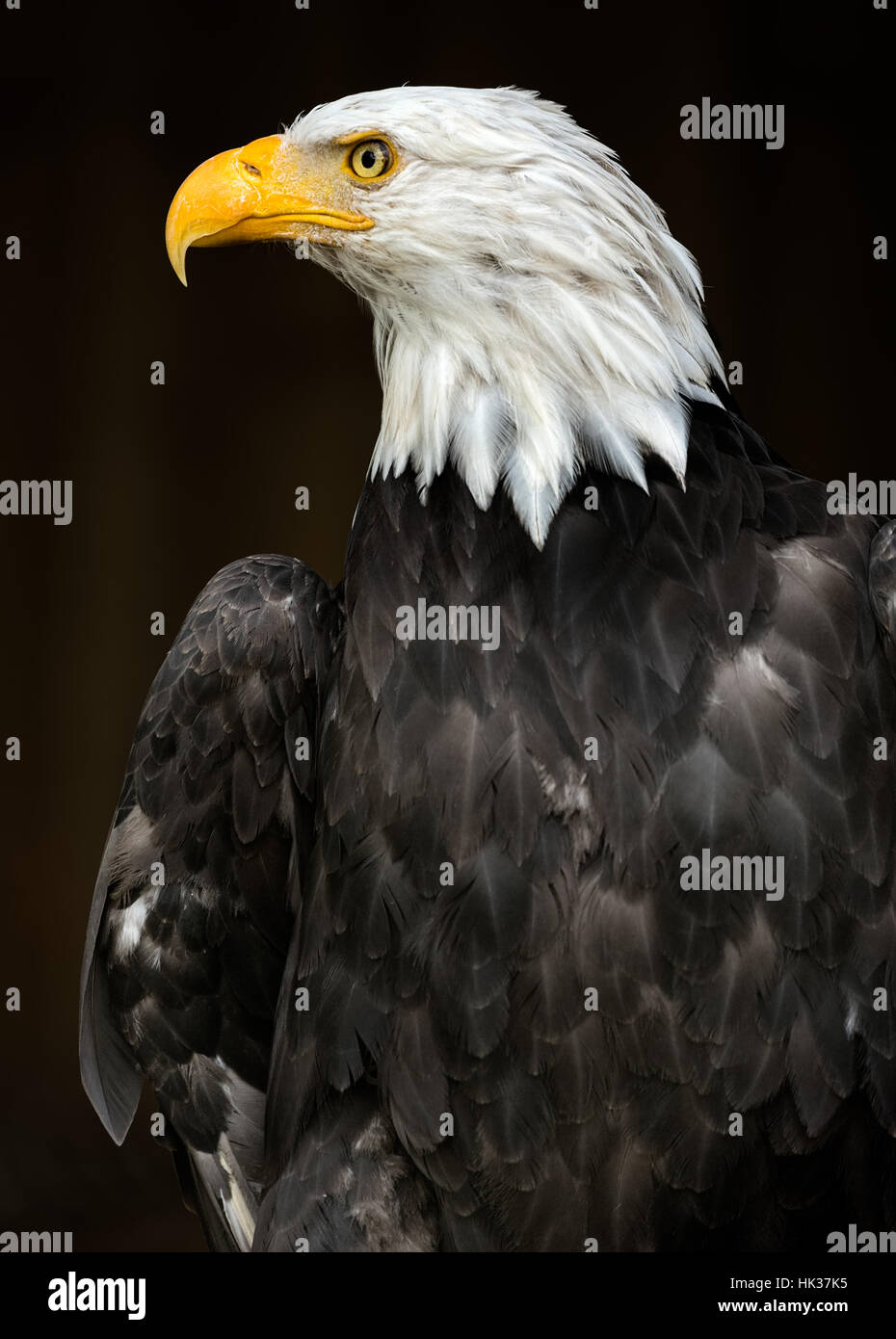 Portrait of a Bald Eagle Stock Photo