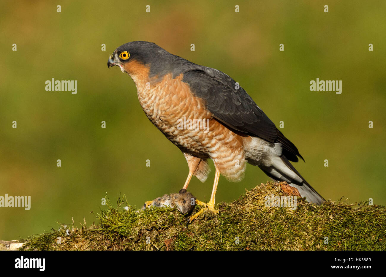 Sparrowhawk with prey Stock Photo Alamy