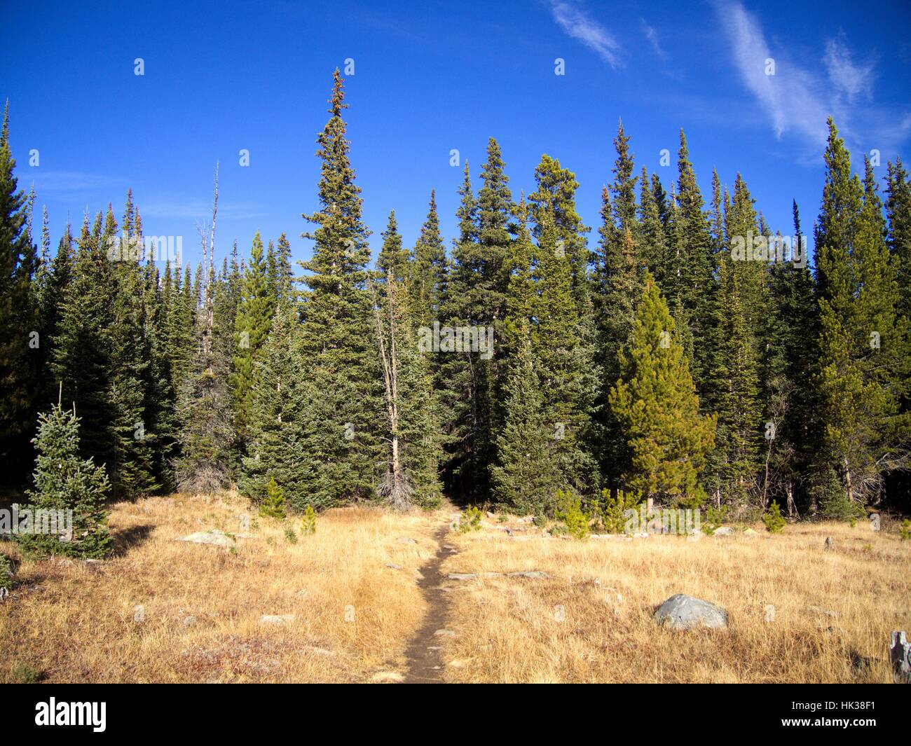 A hiking trail going into the alpine forest in Colorado's great Rocky ...