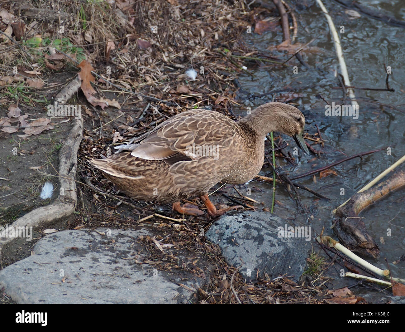 Female ducks next to the Brandywine River in Wilmington, Delaware. Stock Photo