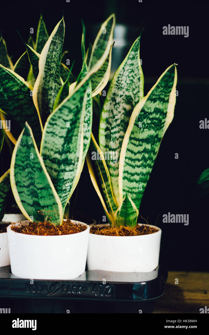 White plant pots with green leafy plants Stock Photo
