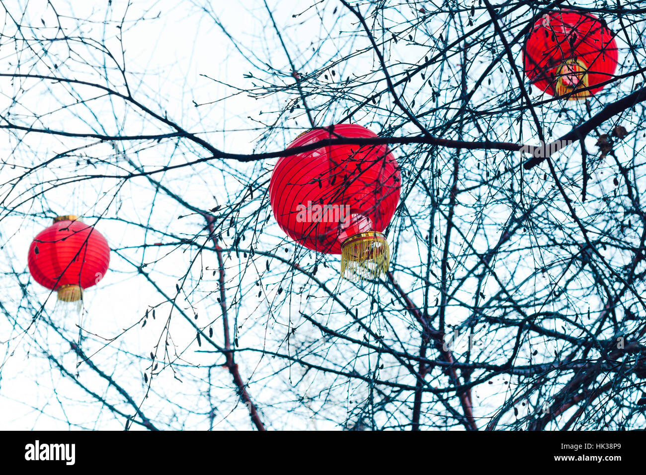 Close up of red lanterns hanging from trees Stock Photo