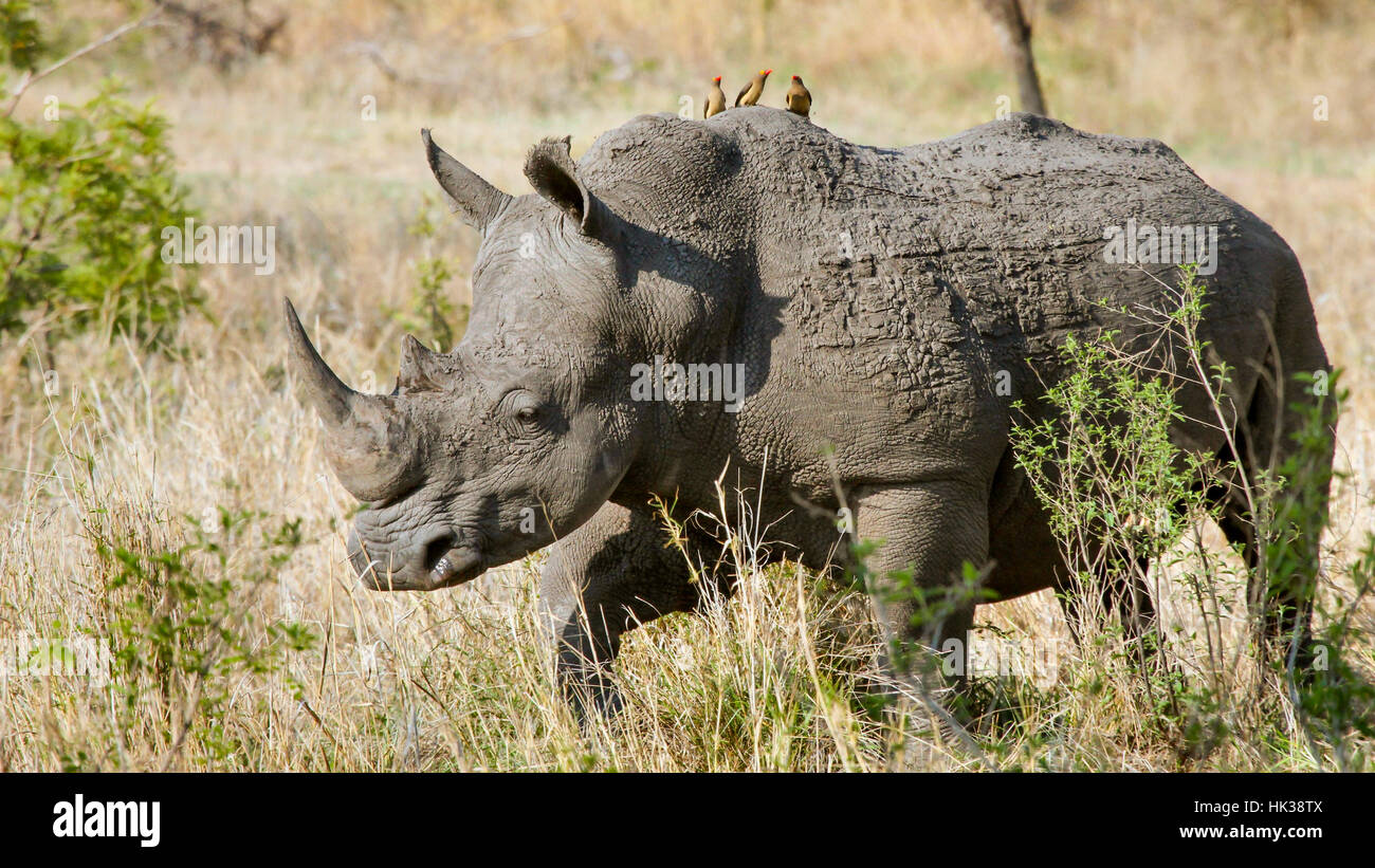 A mature rhino in the willds Stock Photo