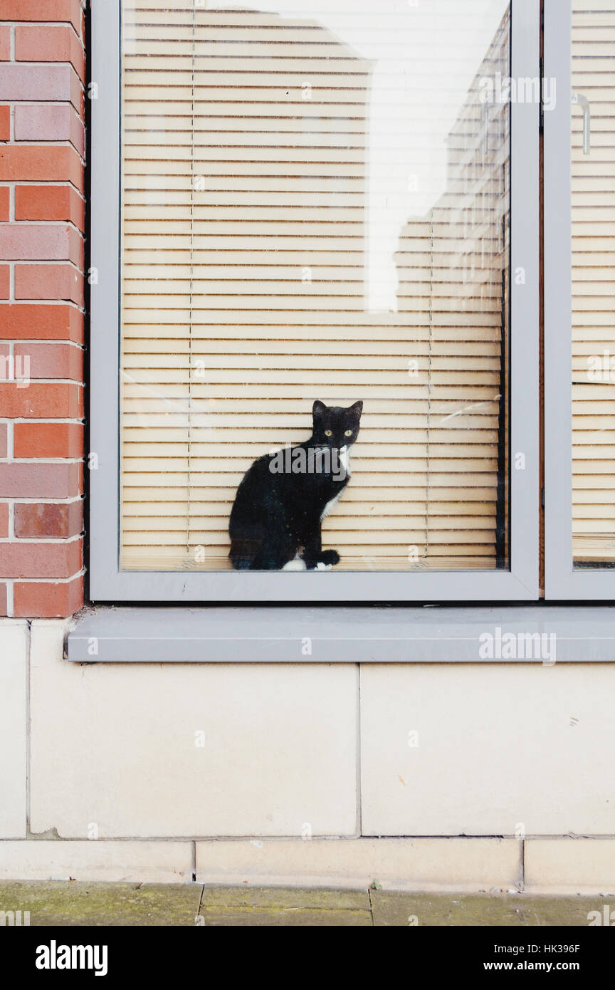 Black cat sitting by the window inside a flat with the blinds down Stock Photo