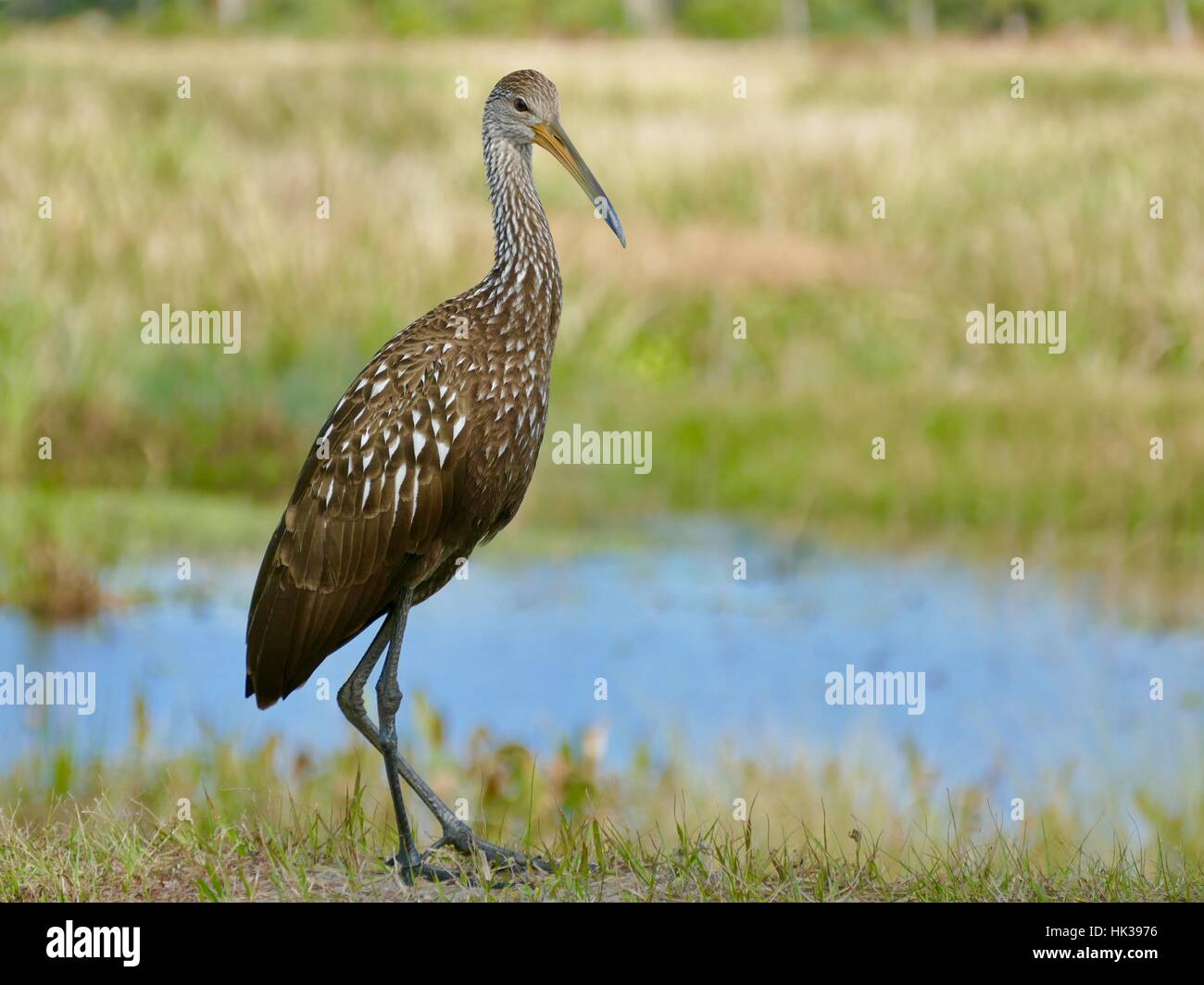 Limpkin in profile (Aramus guarauna) Sweetwater Wetlands Park, Gainesville, Florida, USA Stock Photo