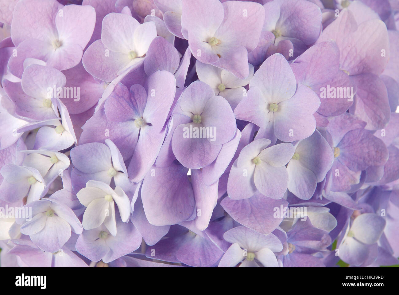 Beautiful purple hydrangeas flower background. Natural color. Stock Photo